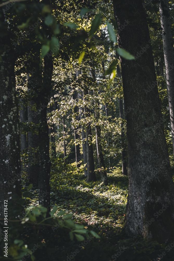 Fototapeta premium autumn in the forest - var 2