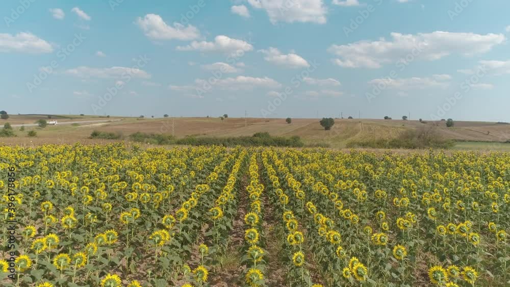 Beautiful aerial view above to the sunflowers field. Beautiful aerial view above to the sunflowers field.