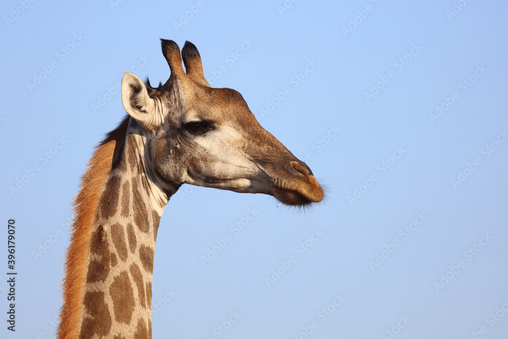 Naklejka premium Giraffe / Giraffe / Giraffa Camelopardalis