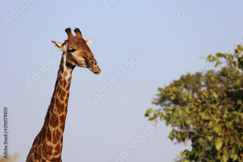 Photography Giraffe / Giraffe / Giraffa Camelopardalis