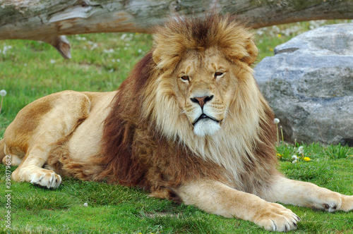 Male African Lion lying on green grass in spring