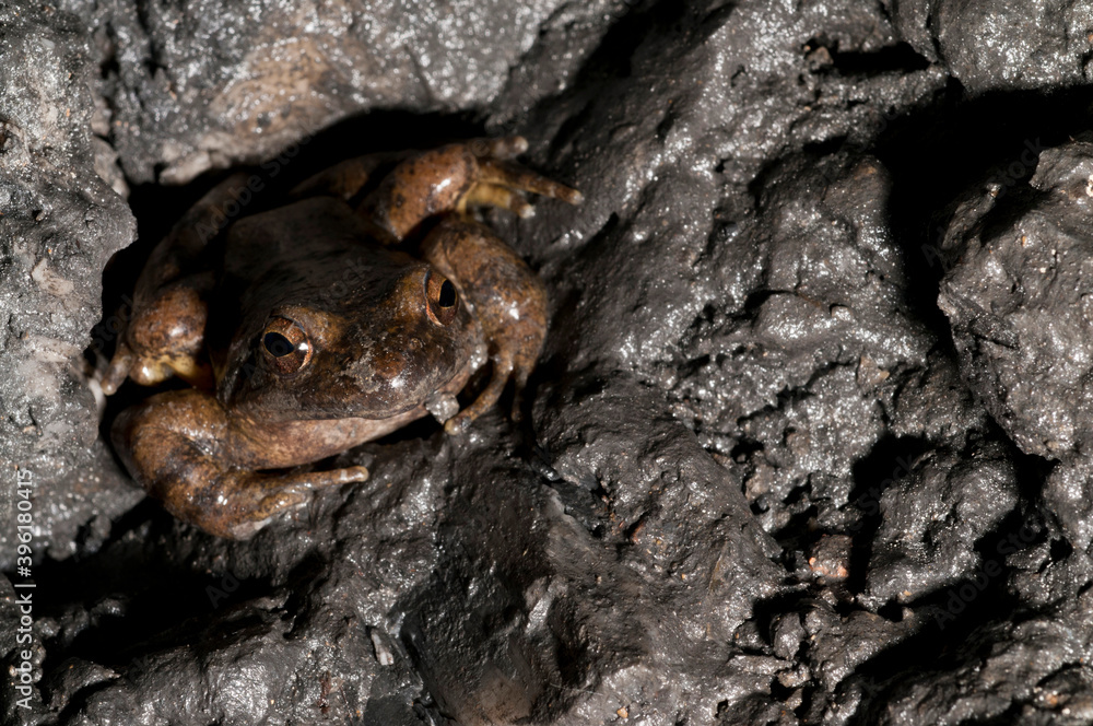 Naklejka premium Italian stream frog (Rana italica) in a cave in the Ligurian Appennines, Italy.