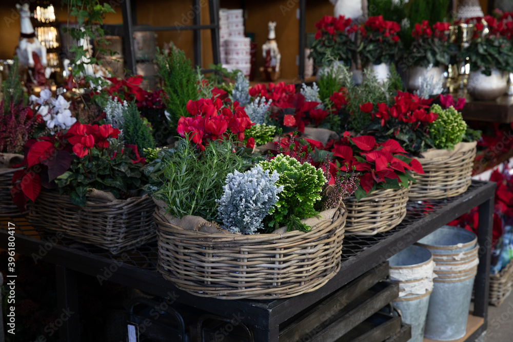 Baskets with red cyclamen persicum,red poinsettia, chamaecyparis lawsoniana tree and other traditional Christmas plants.