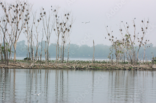 Cormorant rookery with nests in trees