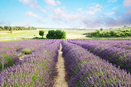 Lavender summer field