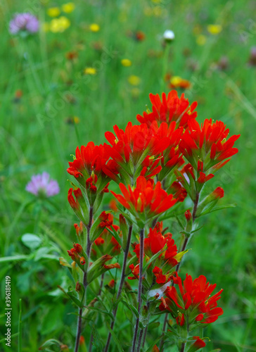 Indian paintbrush on green background in meadow photo