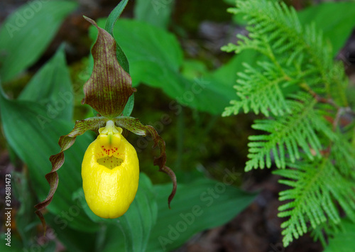 Wild yellow Ladys Slipper flower in a cedar forest photo