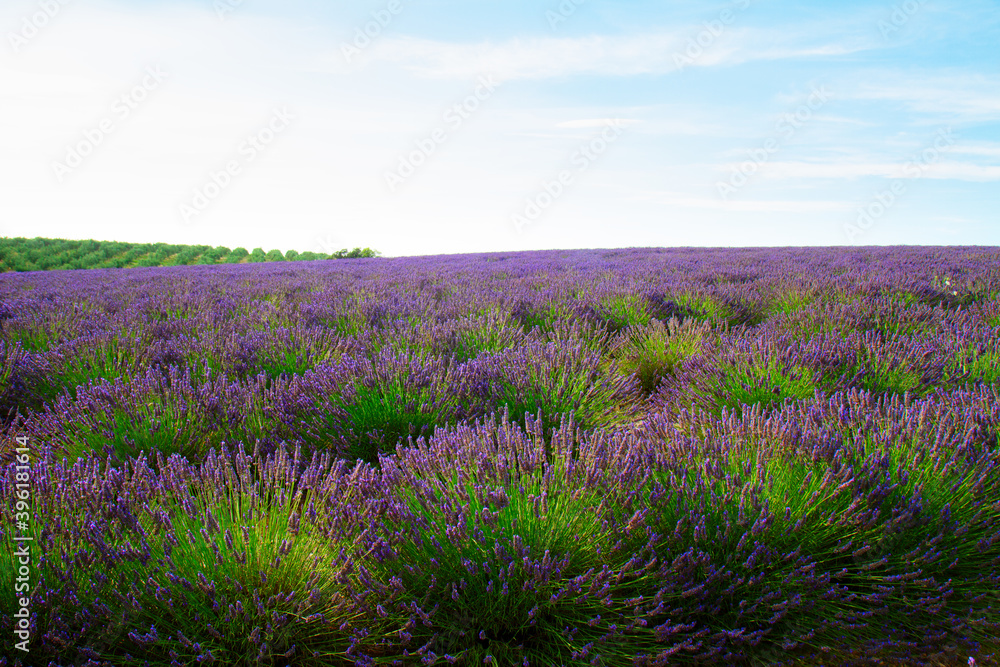 Fototapeta premium Blooming Lavender field