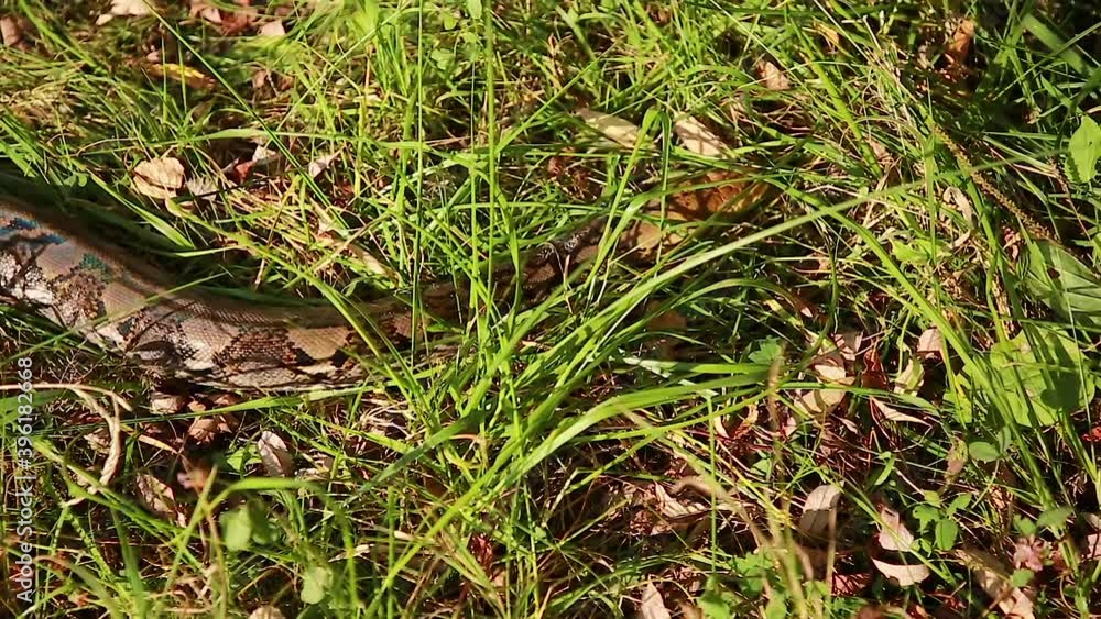 The Python quickly crawls among the fresh grass in search of prey. Animal wildlife background concept and free space for text. The Python quickly crawls among the fresh grass in search of prey. Animal wildlife background concept and free space for text.