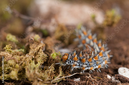 Caterpillar