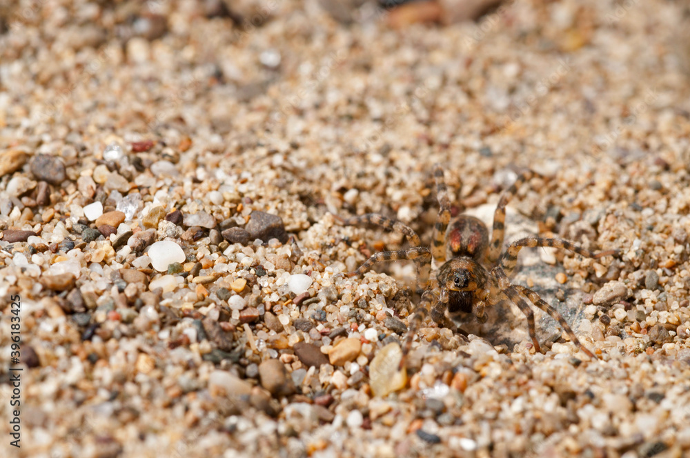 Wolf spider (Arctosa perita) on a sand beach, Tuscany, Italy. Wolf spider (Arctosa perita) on a sand beach, Tuscany, Italy.