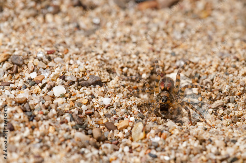 Wolf spider (Arctosa perita) on a sand beach, Tuscany, Italy.