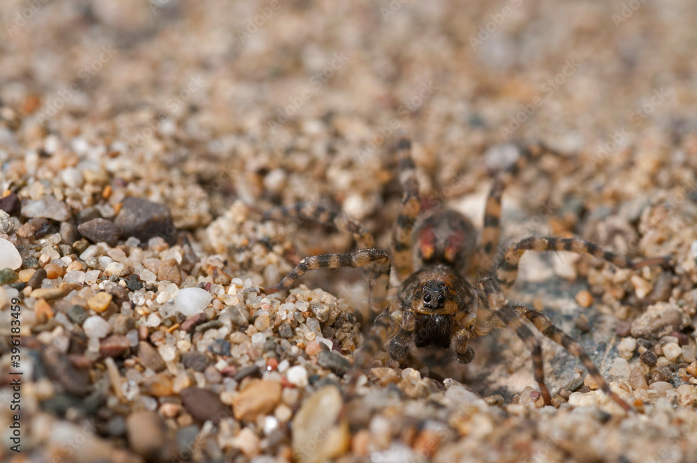 Wolf spider (Arctosa perita) on a sand beach, Tuscany, Italy.