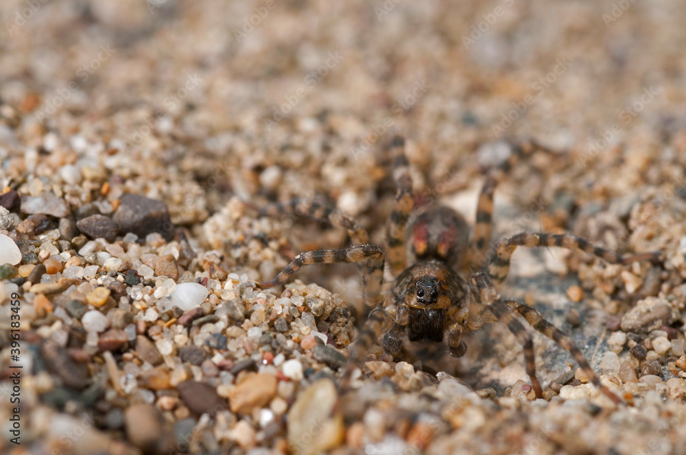 Wolf spider (Arctosa perita) on a sand beach, Tuscany, Italy. Wolf spider (Arctosa perita) on a sand beach, Tuscany, Italy.