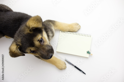 the dog lies in front of an open notebook