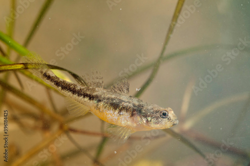 Adriatic dwarf goby (Knipowitschia panizzae), Tuscany, Italy.