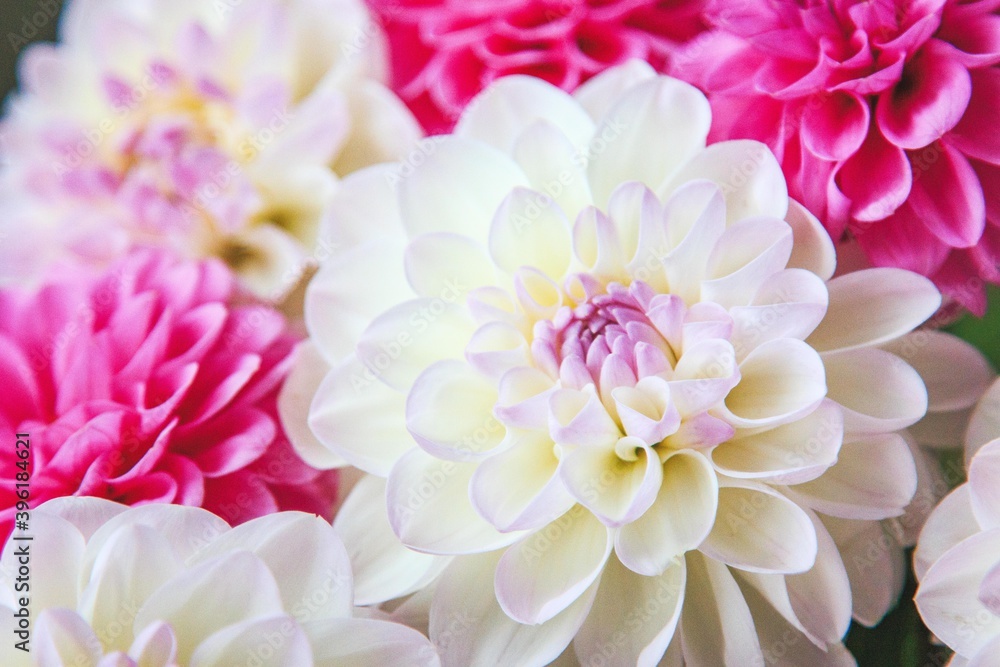 Obraz premium White and rosy dahlia flowers