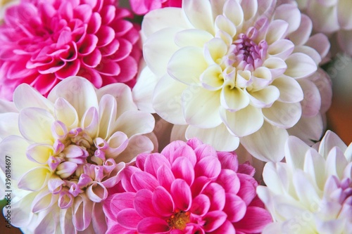 White and rosy dahlia flowers 4