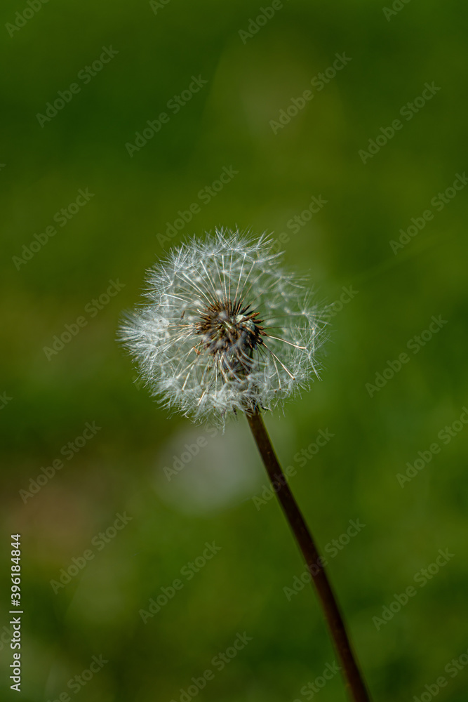 Obraz premium white dandelion. Diente de leon