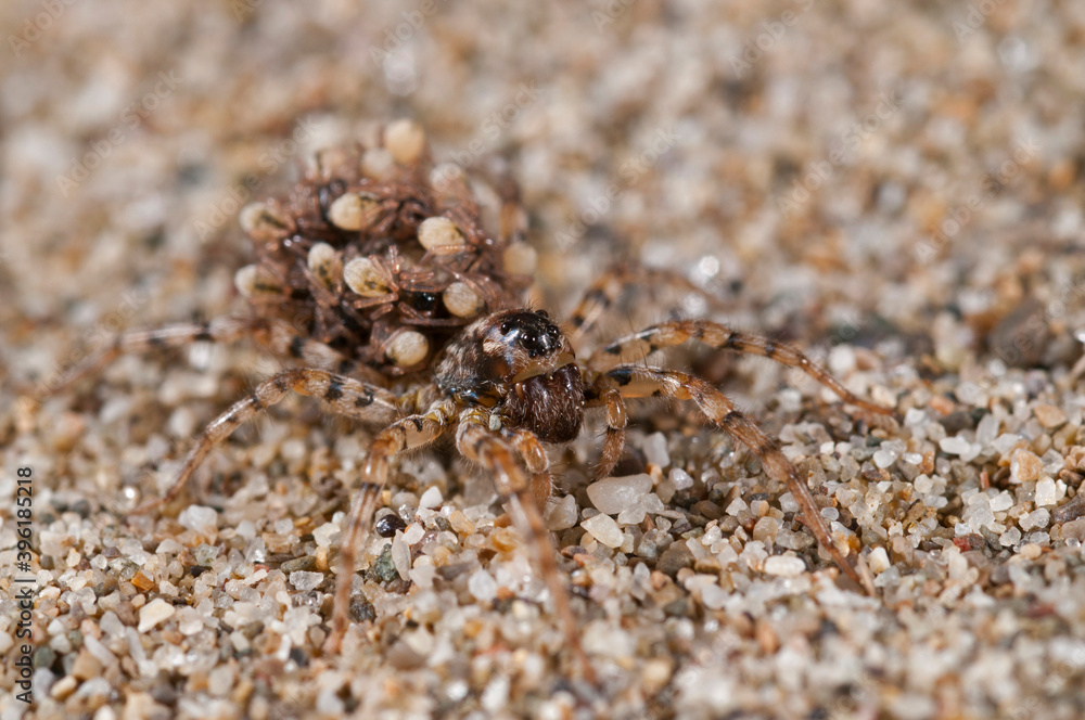 Wolf spider (Arctosa perita) female with juveniles on its back, Tuscany, Italy. Wolf spider (Arctosa perita) female with juveniles on its back, Tuscany, Italy.