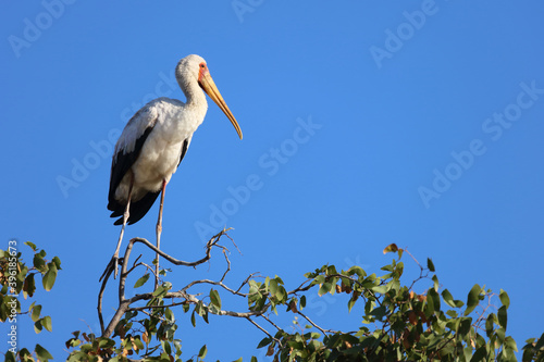 Nimmersatt   Yellow-billed stork   Mycteria ibis