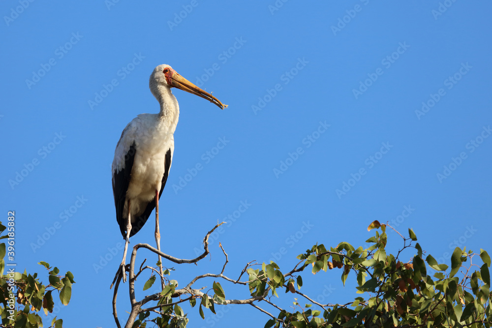 Nimmersatt / Yellow-billed stork / Mycteria ibis Nimmersatt / Yellow-billed stork / Mycteria ibis