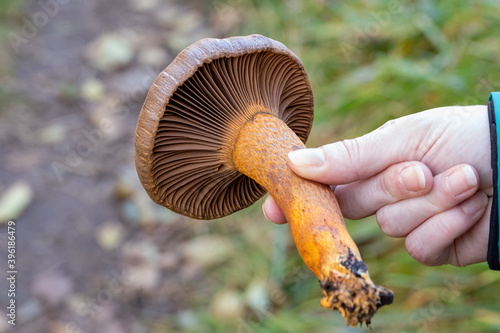 Pine spike mushroom in hand after being picked photo