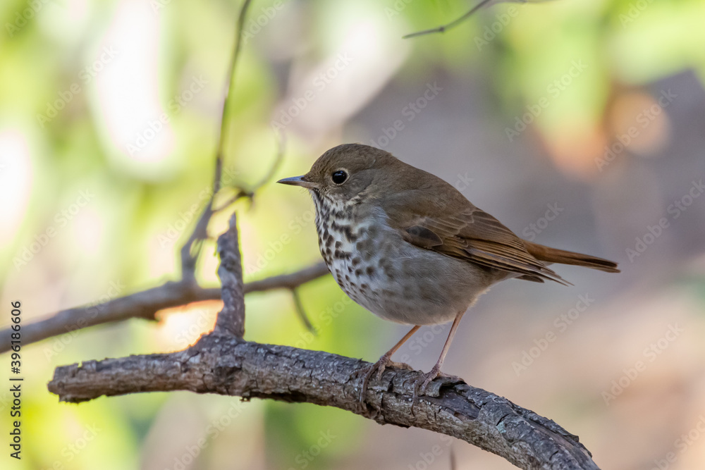 Hermit thrush on a branch in the forest Hermit thrush on a branch in the forest