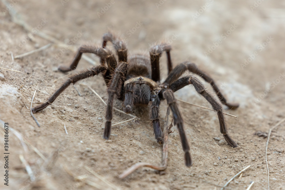 Tarantula crawling on the ground Tarantula crawling on the ground