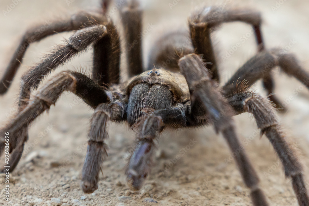 Tarantula crawling on the ground Tarantula crawling on the ground