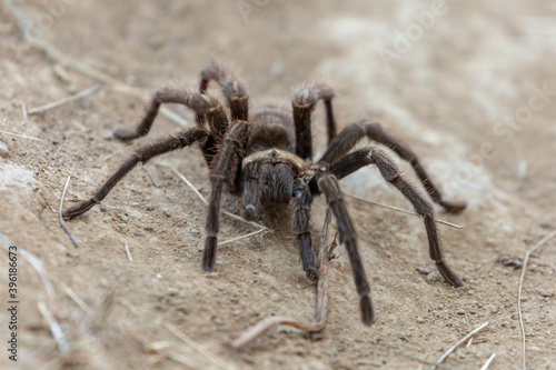 Tarantula crawling on the ground