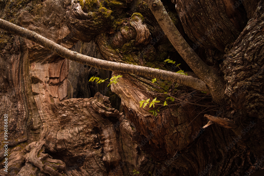 Close up view of small green leaves sprouting from new branches on the trunk of a moss-covered century old tree