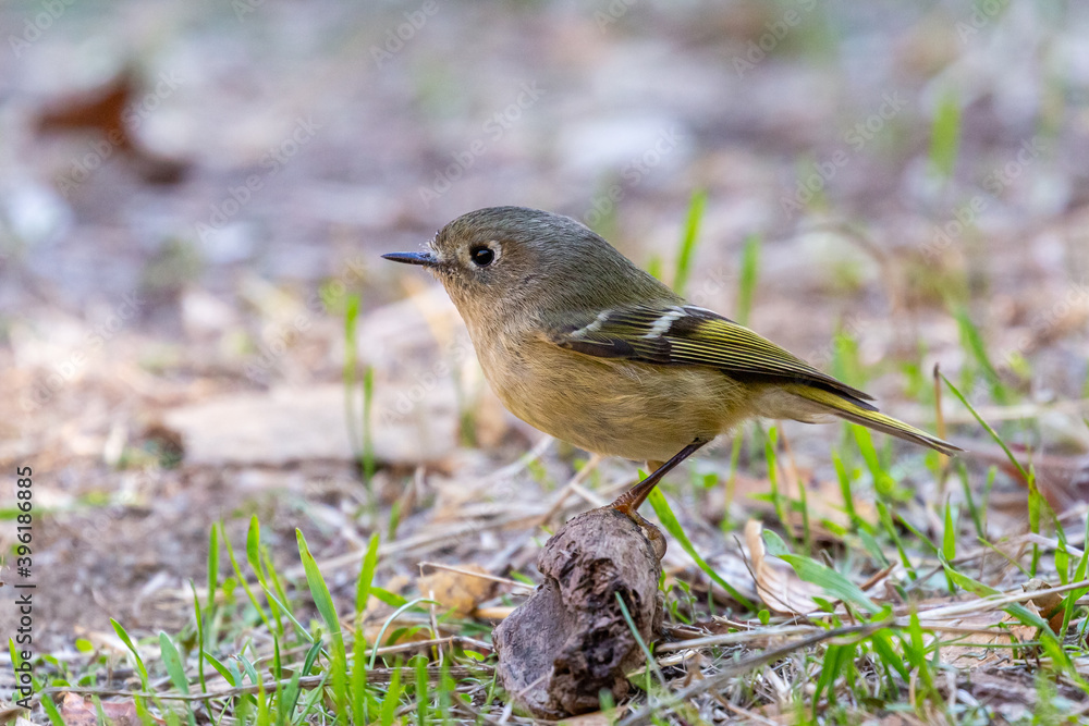 Ruby-crowned kinglet on the ground