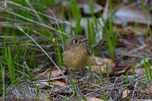 Ruby-crowned kinglet on the ground