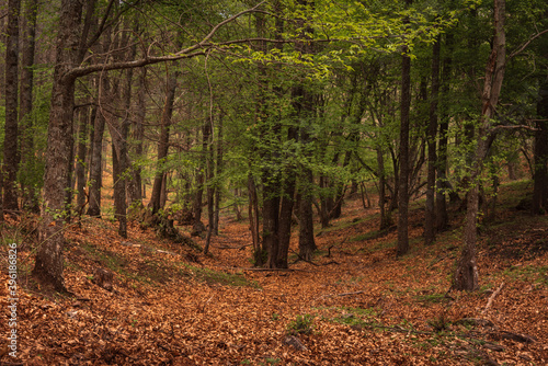 Green leaves sprouting on the trees in spring and the ground full of dry leaves fallen during the fall in the natural environment of the chestnut grove in El Tiemblo, Avila, Spain