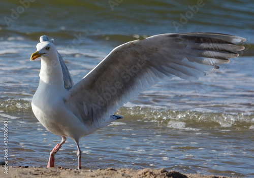 seagull in takeoff