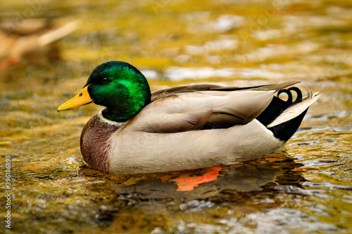 Duck on a stream 