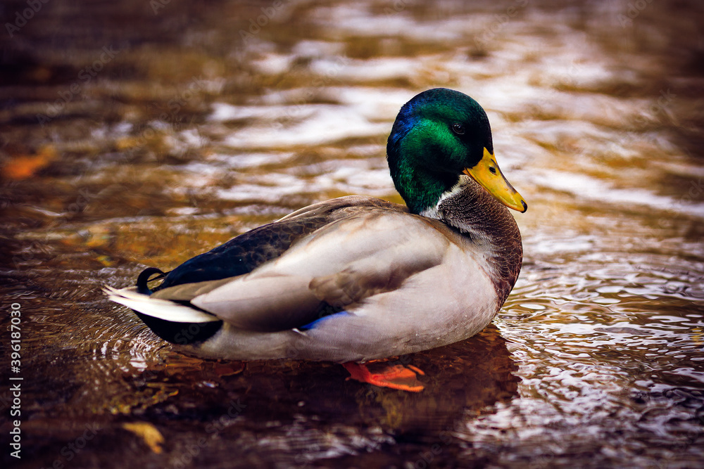 Obraz premium Duck on a stream