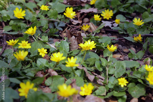 Bright yellow corollas of lesser celandine looks pleasantly in the nice bouquet.