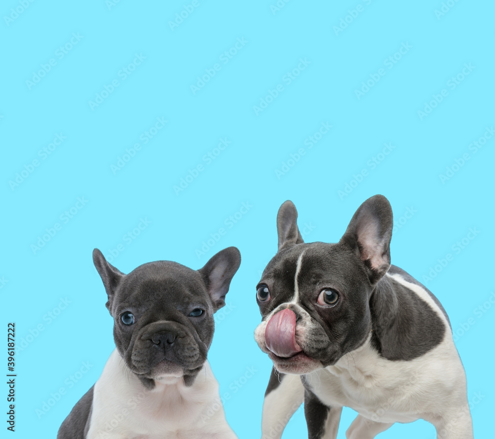 Fototapeta premium French bulldog licking its nose and sleepy cub