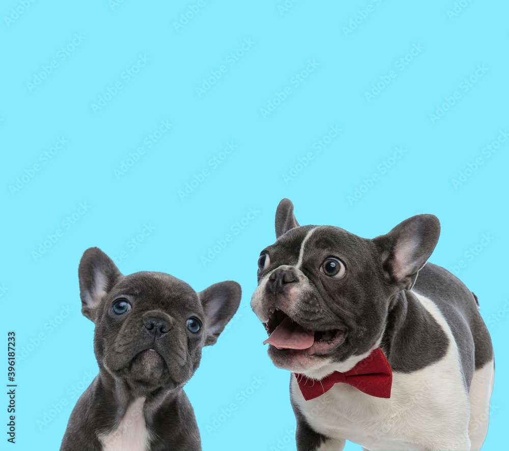 Excited French bulldog wearing bowtie and curious cub looking up