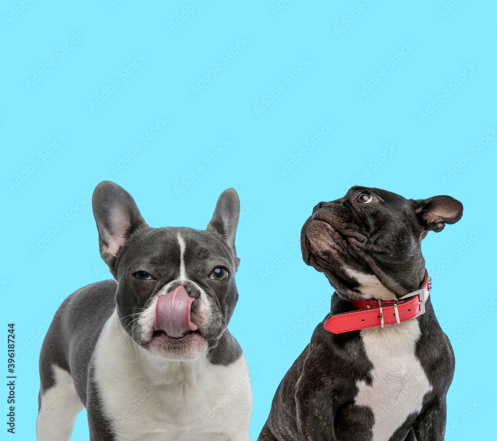 Suspicious French bulldogs, one licking its nose