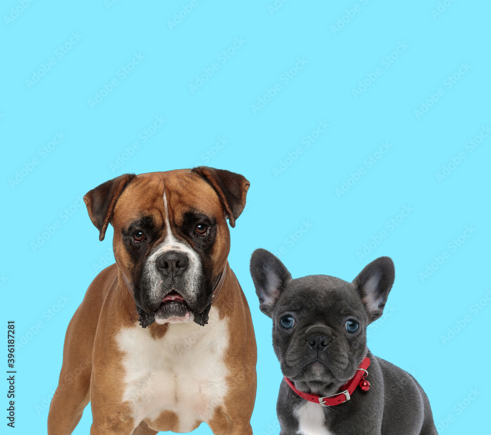 Fototapeta premium Dutiful Boxer looking forward and French bulldog cub wearing collar
