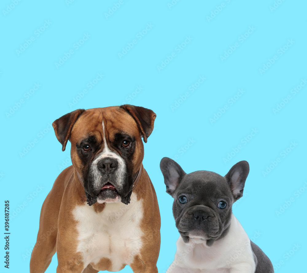 Fototapeta premium Dutiful Boxer and French Bulldog cub looking forward