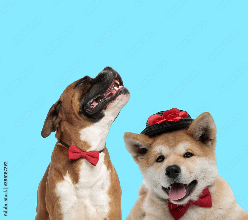 Happy Boxer wearing bowtie and Akita Inu wearing hat