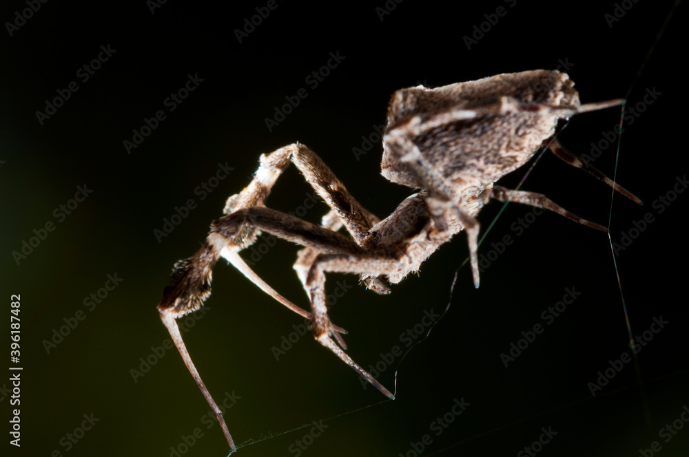 Feather-legged lace weaver (Uloborus plumipes), Italy. Feather-legged lace weaver (Uloborus plumipes), Italy.