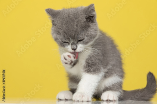 Foto cute british shorthair metis cat is cleaning herself up
