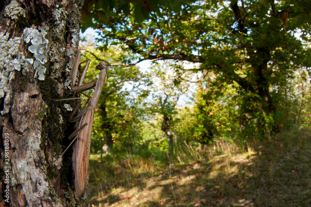 Fototapeta premium European common mantis (Mantis religiosa) in its habitat, Tuscany, Italy.