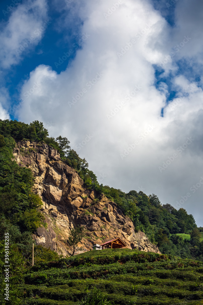 Rize tea plantations