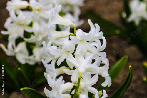 Photo of a beauty white hyacinth flower. Background of blooming hyacinth with white buds petals and green leaves.